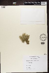 Cladonia portentosa image