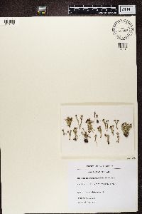 Cladonia ramulosa image