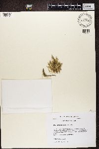 Ramalina farinacea image