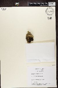 Cladonia digitata image