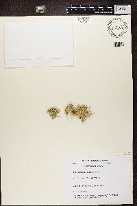 Ramalina farinacea image