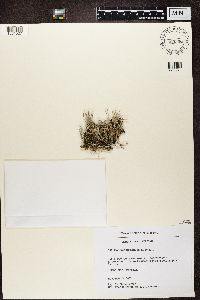 Cladonia furcata image