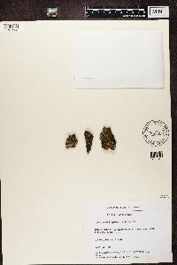 Image of Melanelia glabratula