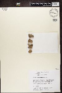 Pertusaria coccodes image