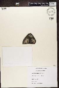 Physcia caesia image