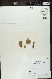 Lecanora glabrata image