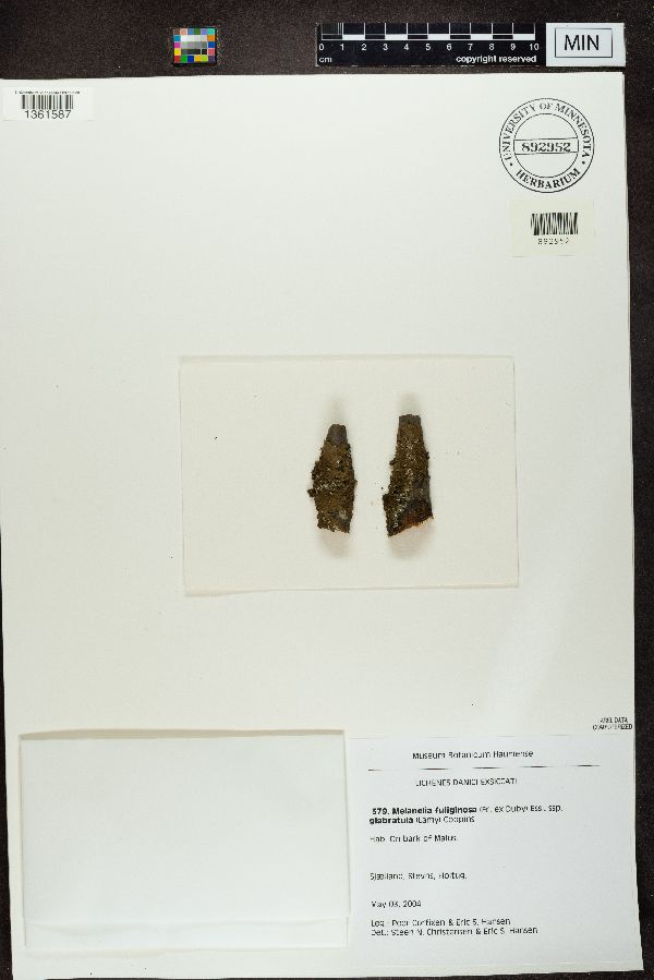 Melanelia fuliginosa image