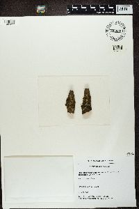 Image of Melanelia fuliginosa