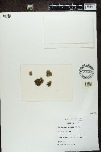 Ramalina fastigiata image