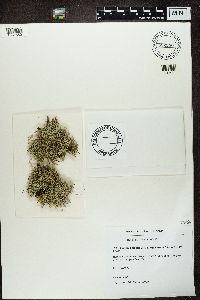 Cladonia ciliata var. tenuis image