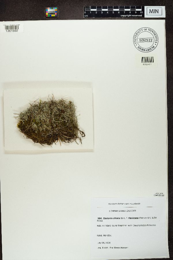 Cladonia ciliata var. tenuis image
