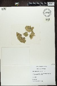 Hypogymnia physodes image