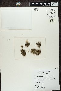 Cladonia humilis image