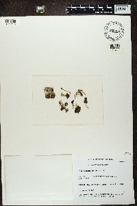 Cladonia fimbriata image