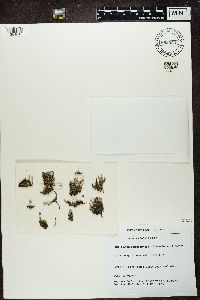 Cladonia chlorophaea image