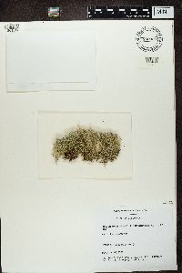 Cladonia ciliata var. tenuis image