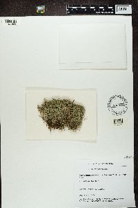 Cladonia ciliata var. tenuis image