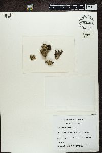 Parmelia saxatilis image