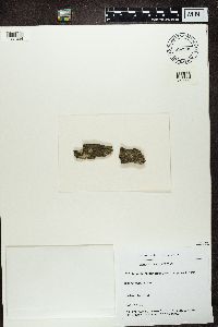 Amandinea punctata image