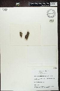 Thumbnail image of current specimen