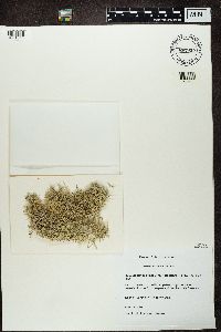Cladonia ciliata var. tenuis image