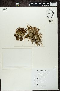 Cladonia gracilis image