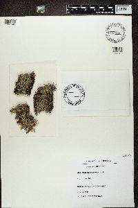 Cladonia crispata image