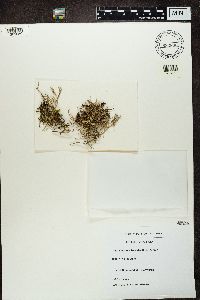 Cladonia furcata image