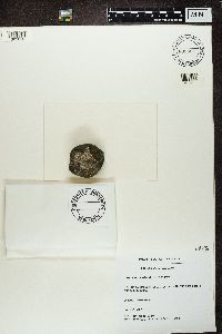 Verrucaria nigrescens image