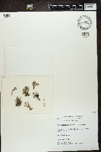 Cladonia ramulosa image