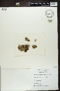 Cladonia uncialis image