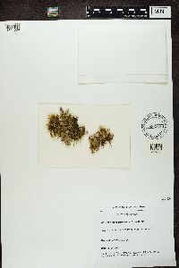 Peltigera rufescens image