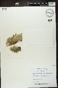 Cladonia ciliata var. tenuis image