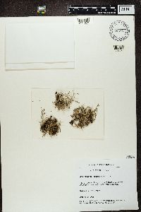 Cladonia furcata image