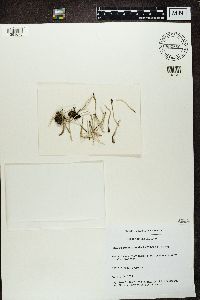 Cladonia subulata image