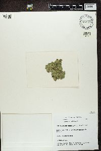 Platismatia glauca image