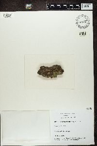 Hypocenomyce scalaris image