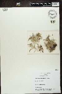 Cladonia furcata image