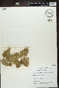 Cladonia ciliata var. tenuis image