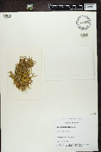 thumbnail image of current specimen
