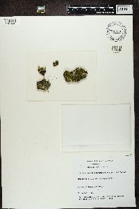 thumbnail image of current specimen