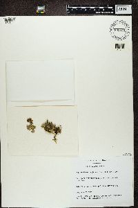 Platismatia glauca image