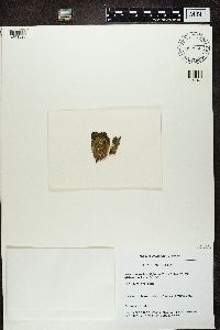 Melanelia fuliginosa image