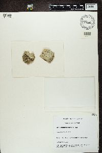 Variolaria amara image