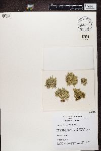 Evernia prunastri image