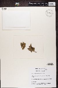 Peltigera malacea image