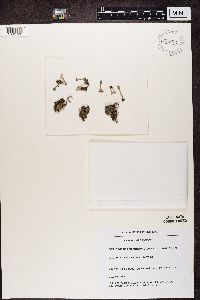 Cladonia chlorophaea image