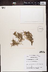 Cladonia scabriuscula image