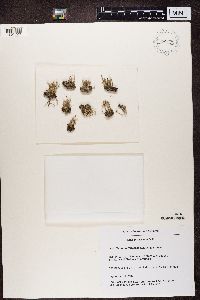 Cladonia ramulosa image