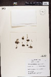 Cladonia chlorophaea image